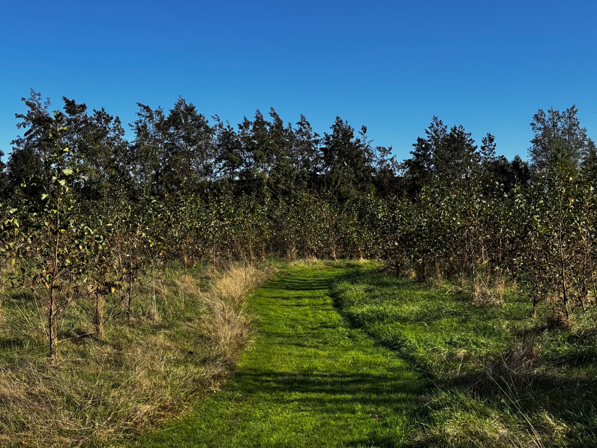 Graspad tussen jonge bomen in Bos I Euvelgunne